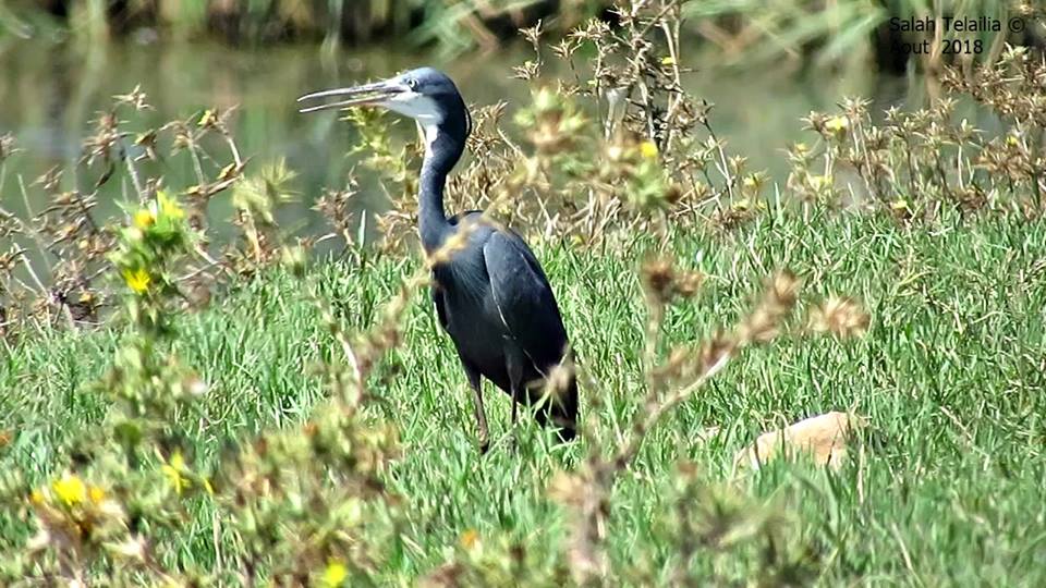 Western Reef Egret / Aigrette à gorge blanche (Egretta gularis), Mekhada marches, El Tarf, eastern Algeria (Salah Telailia).