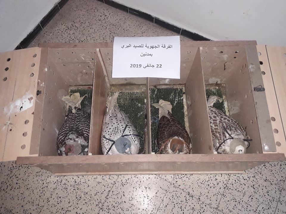 Falcons seized by Tunisian customs at Ben Guerdane, SE Tunisia, on 22 January 2019. Photo taken at the ‘Regional Hunting Service at Medenine’ (Mabrouk Raggad).