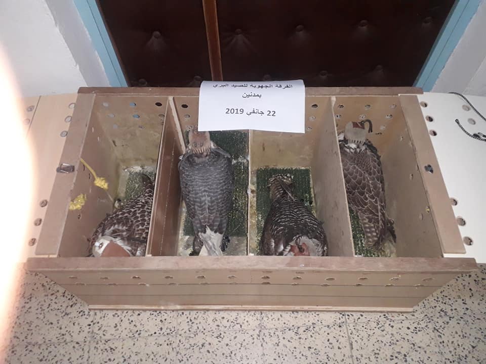 Falcons seized by Tunisian customs at Ben Guerdane, SE Tunisia, on 22 January 2019. Photo taken at the ‘Regional Hunting Service at Medenine’ (Mabrouk Raggad).