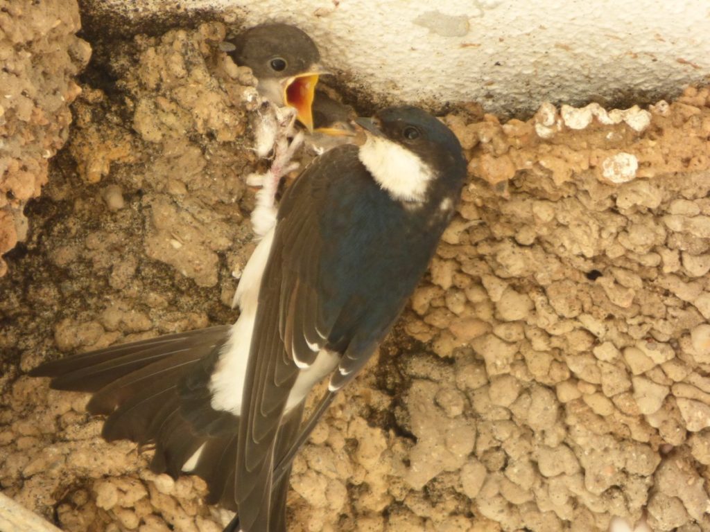 Adult Common House Martin (Delichon urbicum) feeding young, Hornachos, south-west Spain, January 2019 (AMUS).