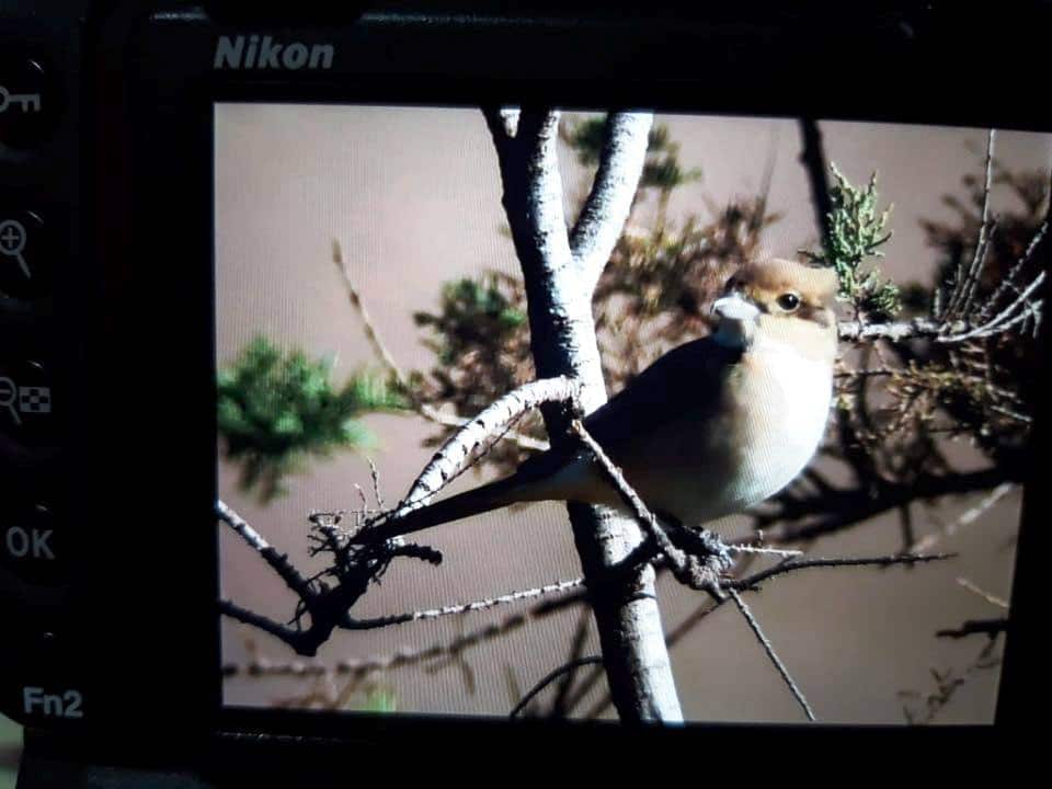 Isabelline Shrike / Pie-grièche isabelle (Lanius isabellinus), Tamri estuary, southern Morocco, 14 Jan. 2019.