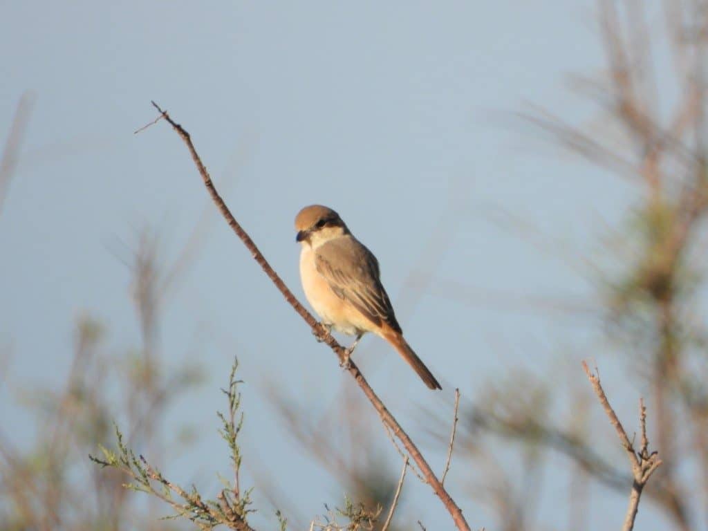 Isabelline Shrike / Pie-grièche isabelle (Lanius isabellinus), Tamri estuary, southern Morocco, 2 Jan. 2019 (Paul van der Poel).