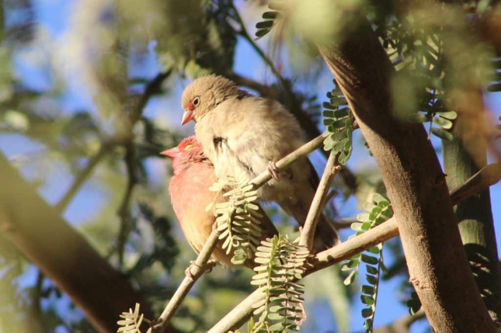 Red-billed Firefinches / Amarantes du Sénégal (Lagonosticta senegala), Tamanrasset, Algeria, 15 Dec. 2018 (photo by KL).