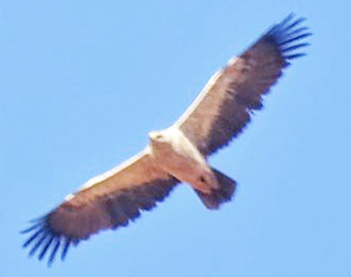 Tawny Eagle / Aigle ravisseur (Aquila rapax), north-west Algeria (Mayssara El Bouhissi)