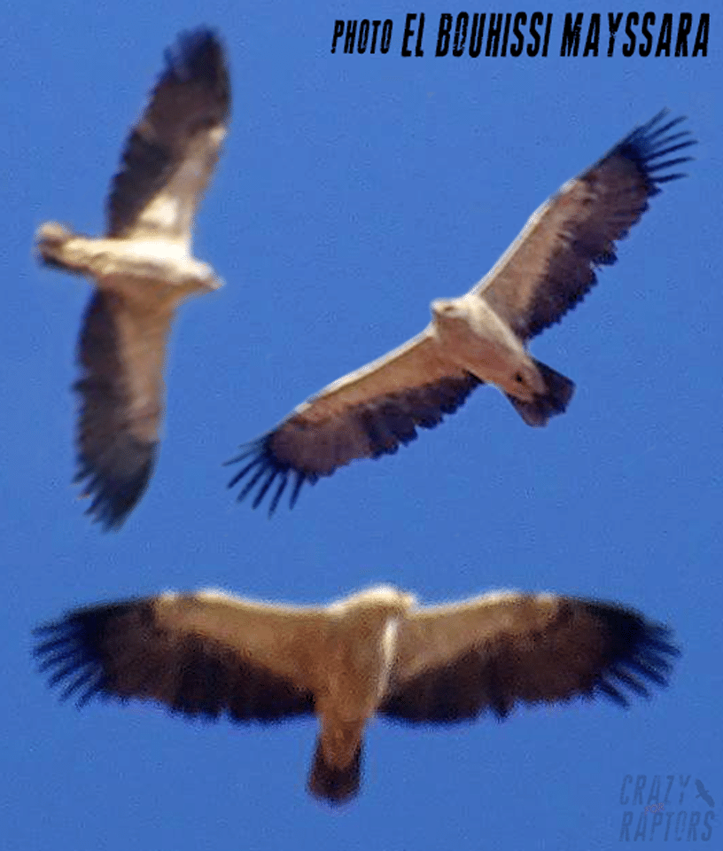 Tawny Eagle / Aigle ravisseur (Aquila rapax), north-west Algeria (Mayssara El Bouhissi)
