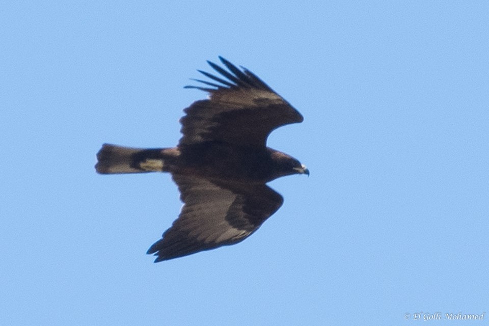 Wahlberg’s Eagle / Aigle de Wahlberg (Hieraaetus wahlbergi), El Haouaria, northern Tunisia, 23 April 2018 (Mohamed El Golli).