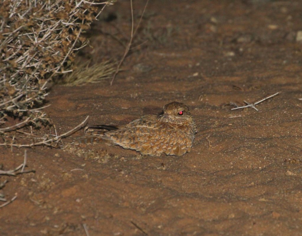 Golden Nightjar / Engoulevent doré (Caprimulgus eximius), Oued Jenna, Aousserd, 23 March 2017 (Sam Jones).