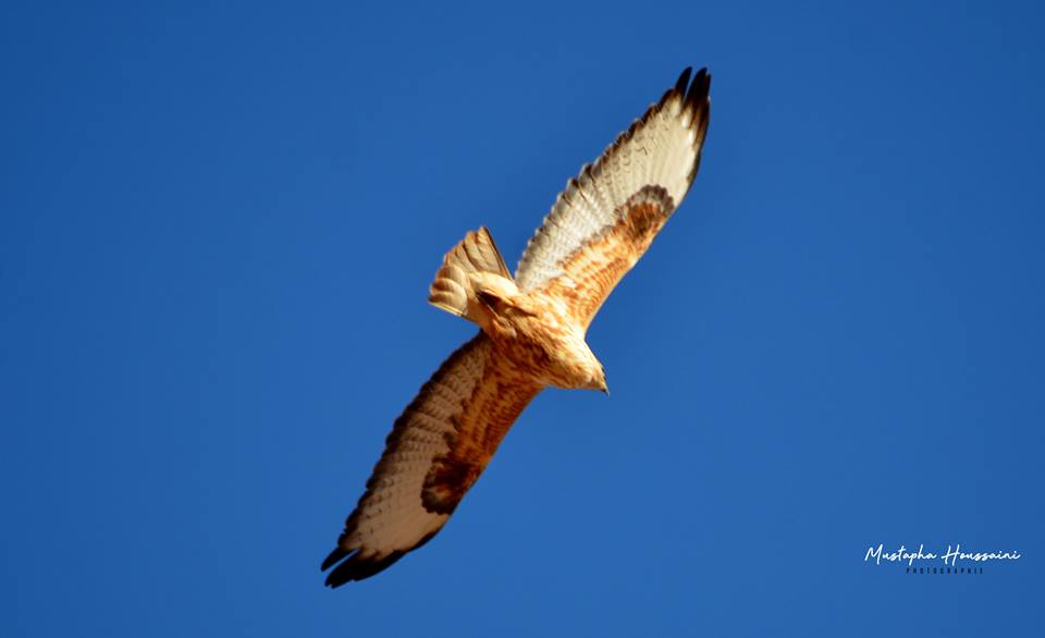 North African Buzzard / Buse du Maghreb (Buteo buteo cirtensis), Tinejdad, Morocco (Mustapha Houssaini)