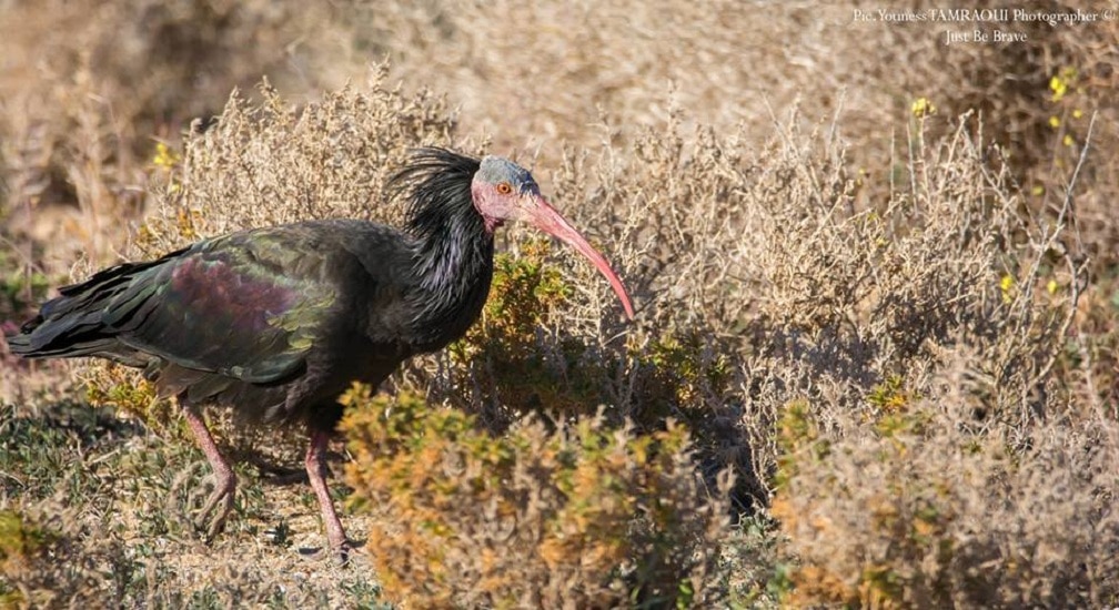 Northern Bald Ibis (Geronticus eremita) in Morocco (Youness Tamraoui).