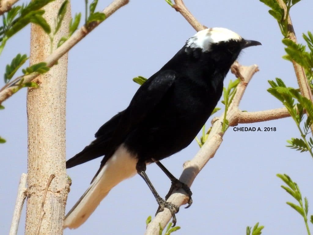 White-crowned Wheatear / Traquet à tête blanche (Oenanthe leucopyga) near it’s nest, Ghardaïa Province, Algeria (Abdelwahab Chedad).