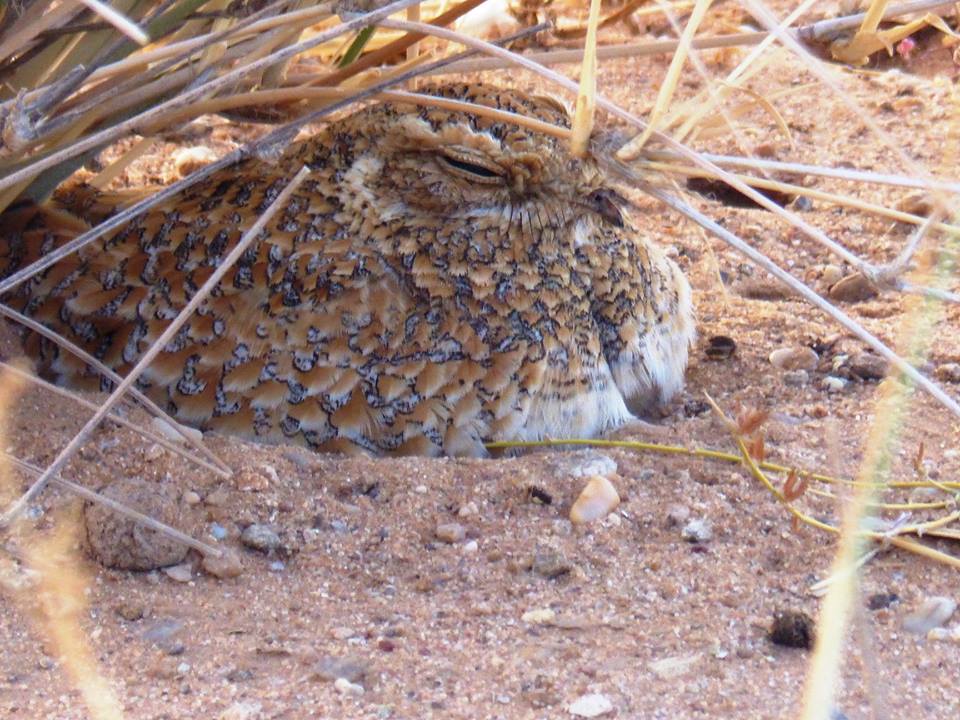 Golden Nightjar / Engoulevent doré (Caprimulgus eximius) protecting its two young, Aousserd, Western Sahara, southern Morocco, 18 March 2019.