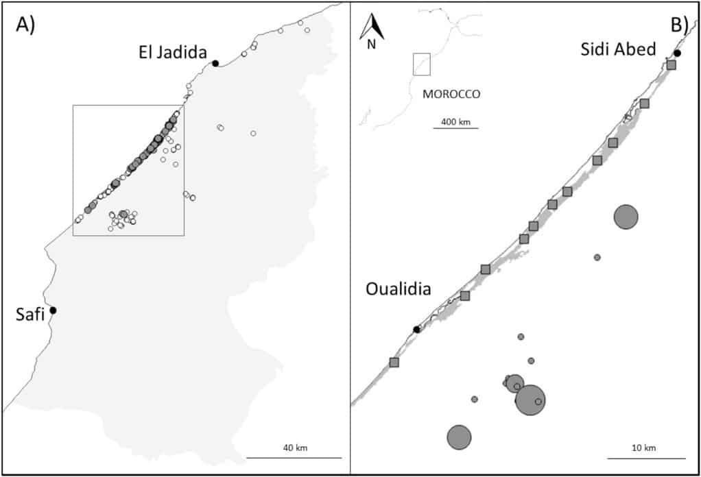 Study area of the Andalusian Buttonquail in Morocco. A) Non-systematic surveys in the region of Doukkala-Abda (light grey shaded area) between 2002 and 2010. Grey dots are positive results and black dots are negative. B) Systematic surveys sampling sites (grey squares) in the cultivated strip (dark grey shaded area) and in the natural habitat (grey circles proportional to the surface of the surveyed site).