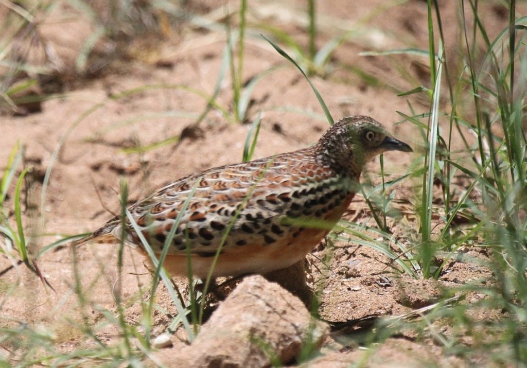 Andalusian Buttonquail / Turnix d’Andalousie (Turnix sylvaticus sylvaticus): an adult female at Sidi Abed, Morocco, 12 June 2010 (Carlos Gutiérrez-Expósito)