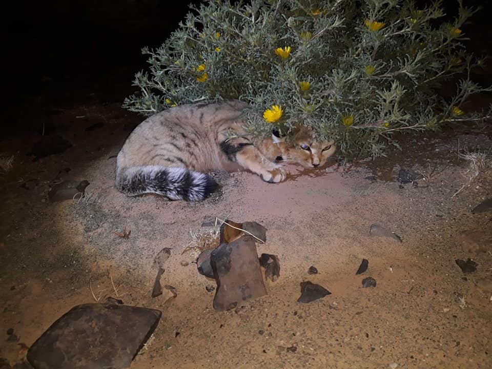 Sand cat / chat des sables (Felis margarita margarita), Merzouga, Morocco, 23 Feb. 2019 (photo by MT).