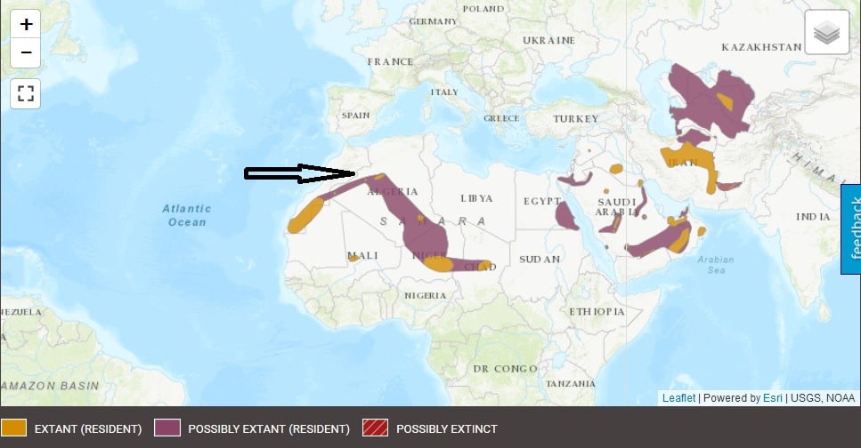 The distribution range of the Sand Cat according to the IUCN Red List (2016). Merzouga is shown with the arrow.