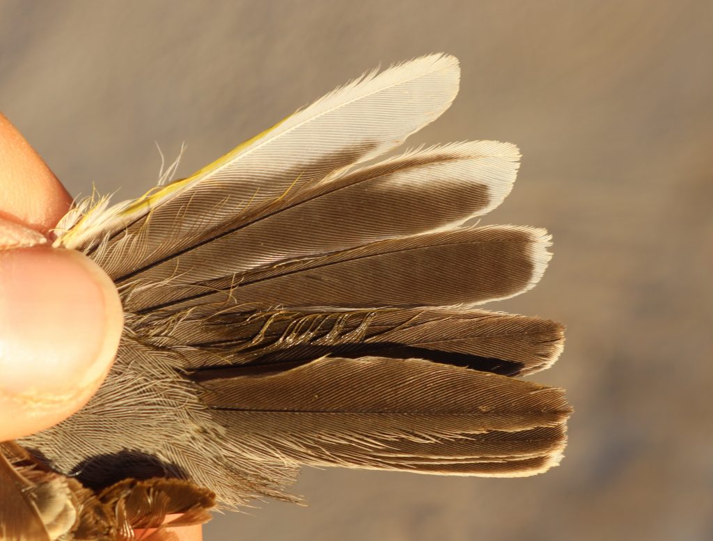 Characteristic tail pattern of the Eastern Subalpine Warbler: “long, narrow whitish wedge on inner web of tail feather T5 – numbered from the centre). The tail pattern of the Western Subalpine Warbler (Sylvia inornata inornata and iberiae) is different: “the white tip of the tail feather T5 is small and square”.
