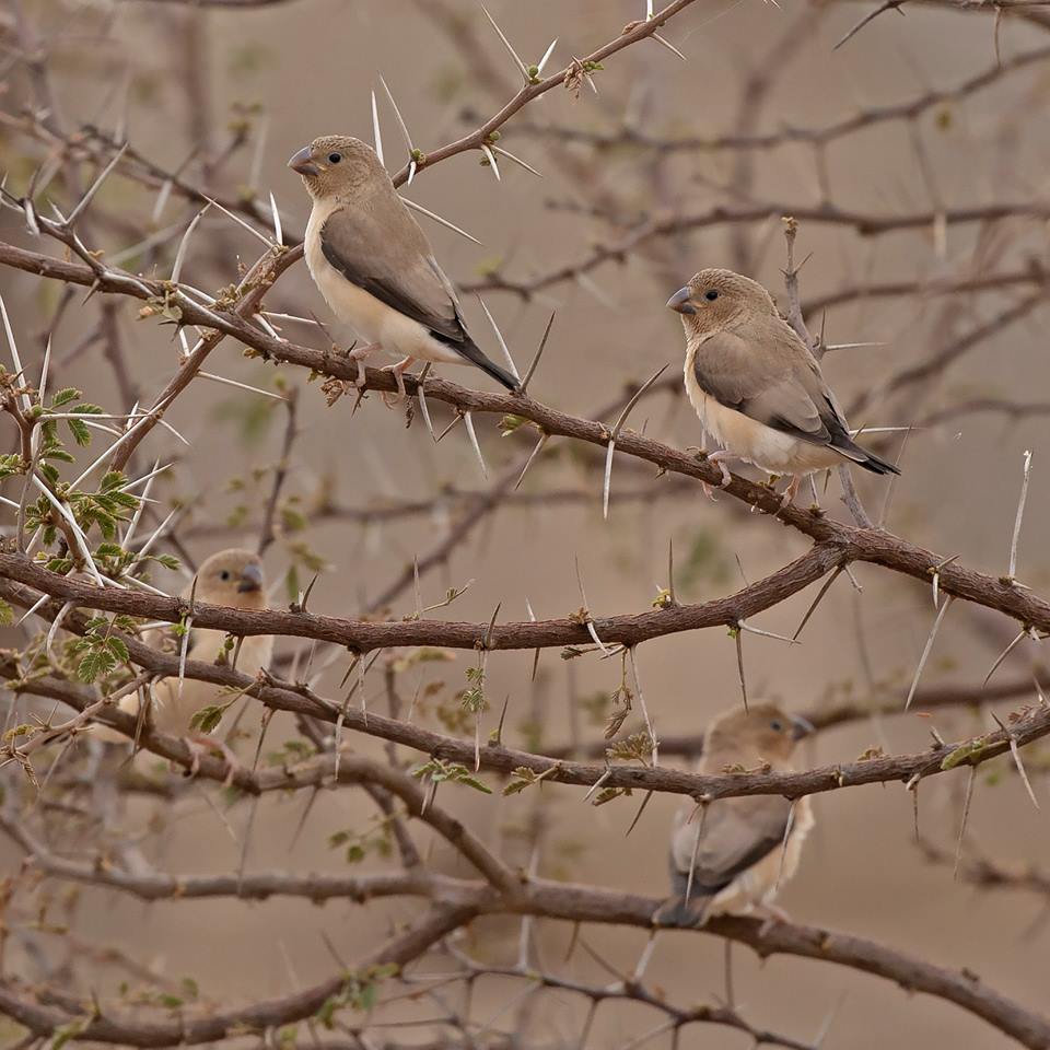 African Silverbills (Euodice cantans), Oued Tamanrasset, southern Algeria (Sam Viles).