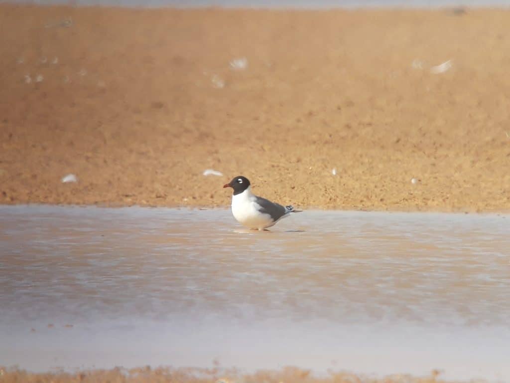 Franklin's Gull (Leucophaeus pipixcan), Merzouga Lake, Morocco, 8 April 2019 (Marc Illa).