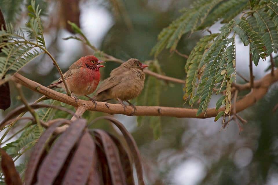 Red-billed Firefinches (Lagonosticta senegala), Tamanrasset, southern Algeria (Sam Viles)