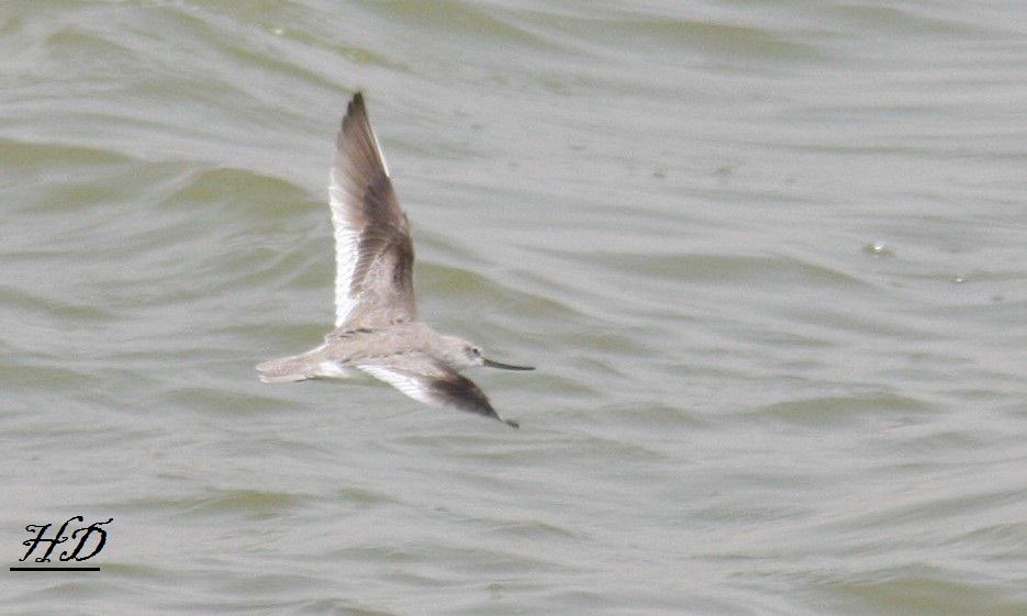 Terek Sandpiper / Chevalier bargette (Xenus cinereus), Thyna, Sfax, Tunisia, 26 Apr. 2019 (Habib Dlensi).