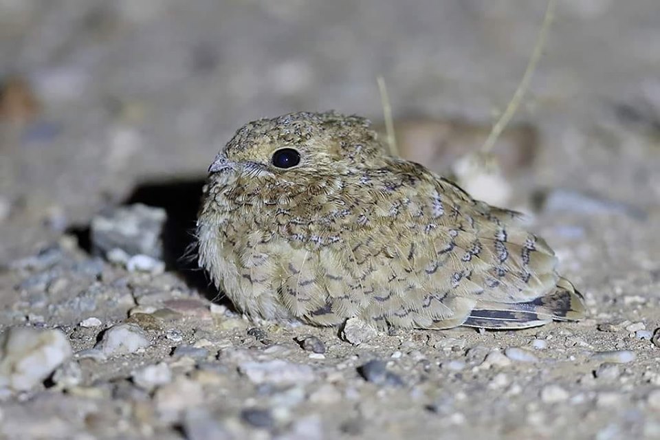 Young Golden Nightjar (Caprimulgus eximius), Aousserd, Western Sahara, southern Morocco, 7 April 2019 (Vaughan Ashby)