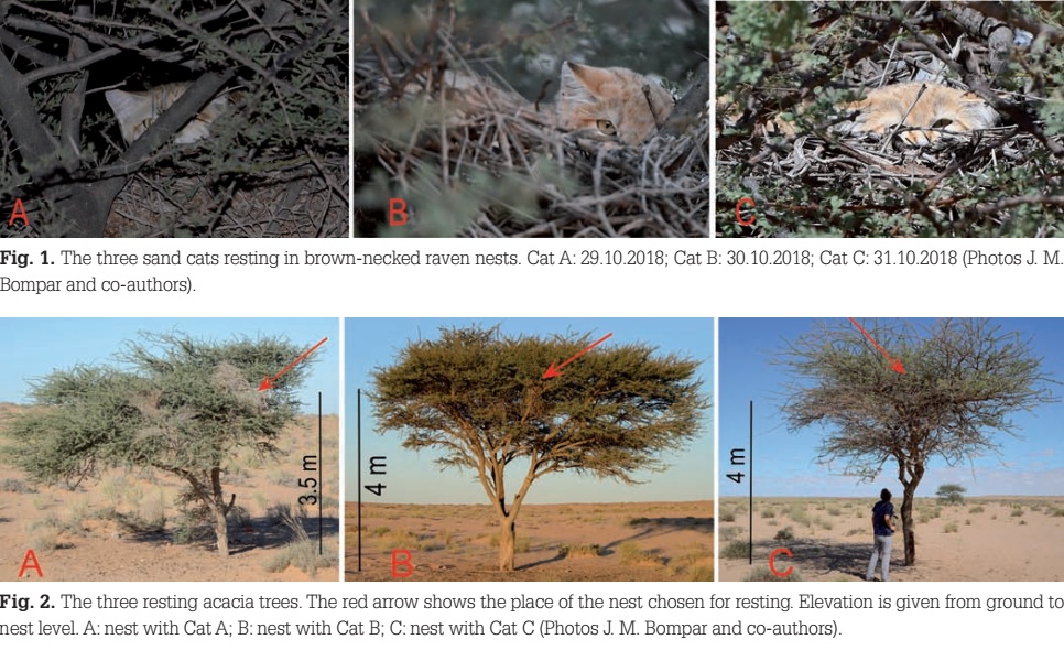 The three sand cats resting in Brown-necked Raven nests, and the three resting acacia trees ((J. M. Bompar and co-authors)