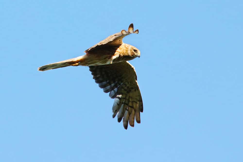 Selja the Pallid Harrier after her arrival to Finland, spring 2019 (photo by Ari-Pekka Auvinen via SuomenLuonto.fi)