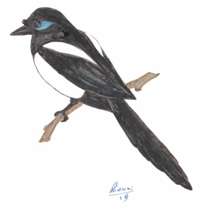 Drawing of Maghreb Magpie (Pica mauritanica) by Ridha Ouni