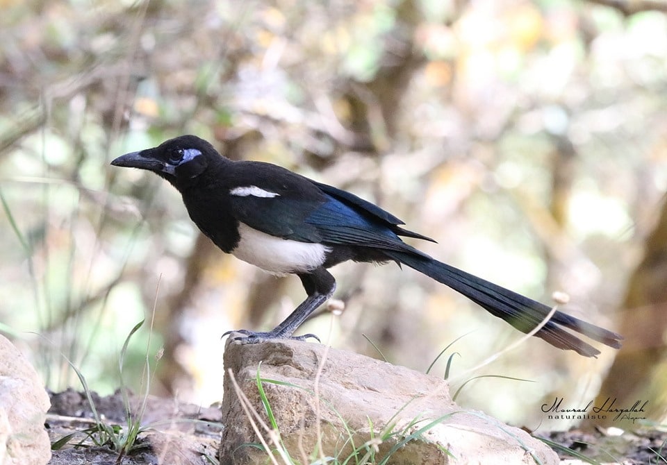 Maghreb Magpie / Pie du Maghreb (Pica mauritanica), north-east Algeria (Mourad Harzallah)