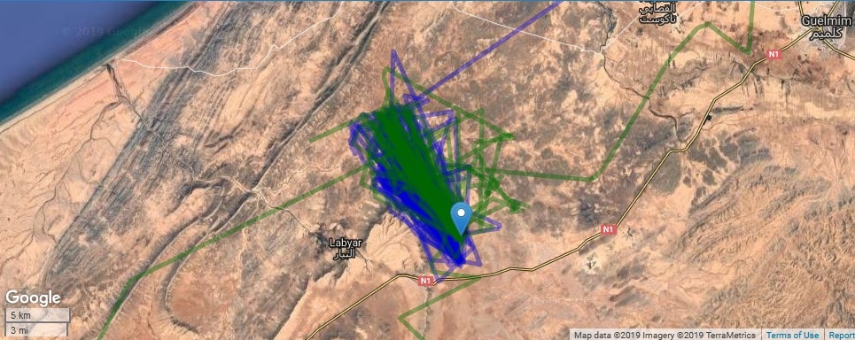The small wintering area of the Finnish Pallid Harrier ‘Selja’, the town of Guelmim in the north-west is visible (Data of LUOMUS - the Finnish Natural History Museum).