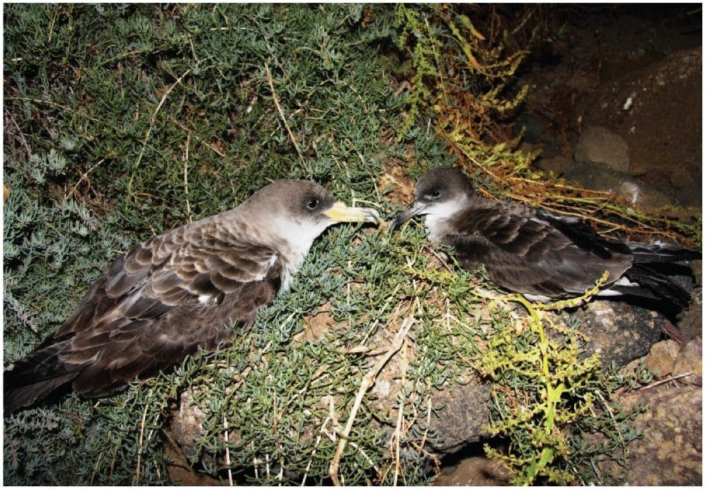 The Cape Verde Shearwater (Calonectris edwardsii) on the right is noticeably much smaller than the Cory's Shearwater (Calonectris borealis), Montaña Clara islet, off Lanzarote, 6 May 2010 (Beneharo Rodríguez). This is the first record for the Canary Islands.