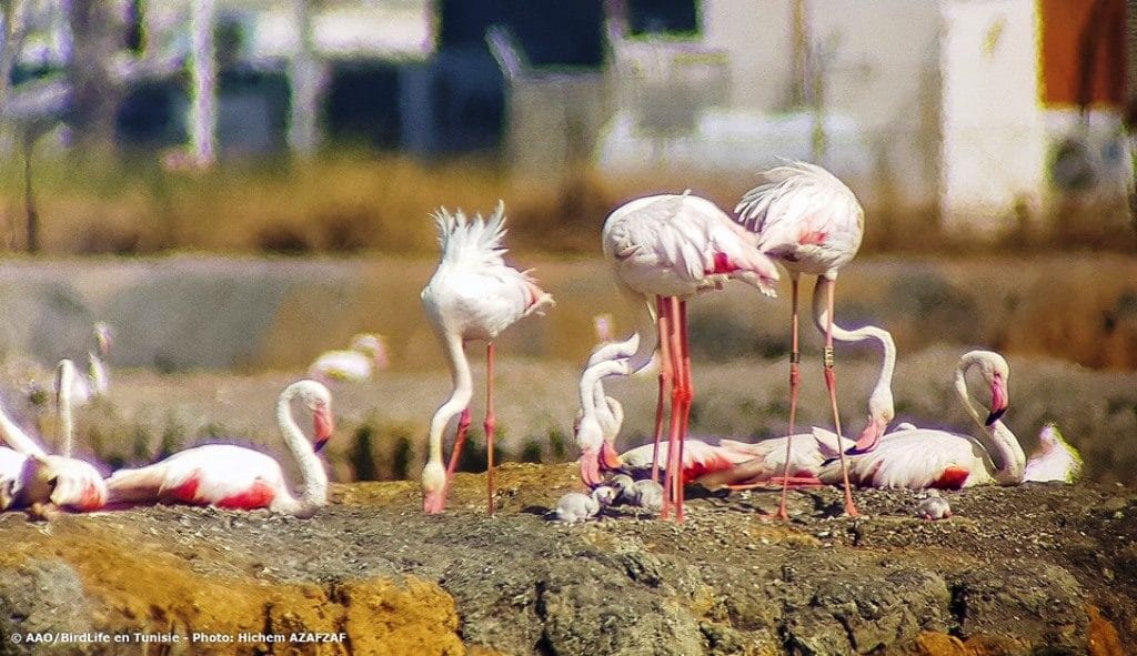 Reading of colour-rings showed that the breeders were born in Flamingo colonies in Algeria, Italy, France and Spain (Hichem Azafzaf / Association « Les Amis des Oiseaux » (AAO/BirdLife in Tunisia)