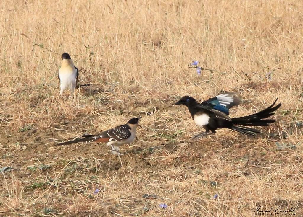 Young Great Spotted Cuckoo (Clamator glandarius) begging for food from its adoptive parent, the Maghreb Magpie (Pica mauritanica), north-east Algeria, July 2019 (Mourad Harzallah).
