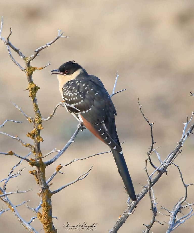 Young Great Spotted Cuckoo / Jeune Coucou geai (Clamator glandarius), north-east Algeria, July 2019 (Mourad Harzallah)