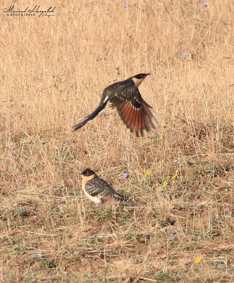 Young Great Spotted Cuckoos / Jeunes Coucous geais (Clamator glandarius), north-east Algeria, July 2019 (Mourad Harzallah)
