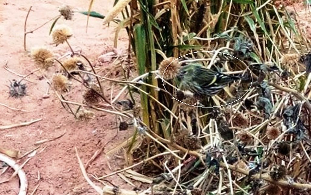 Tarin des aulnes au milieu des tournesols à Ouargla, dans le Sahara algérien / Eurasian Siskin in the middle of sunflowers at Ouargla, Algerian Sahara