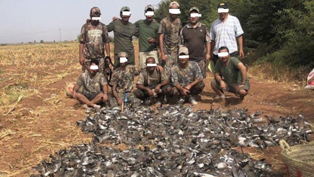Turtle Dove slaughter in Marrakech region by foreign hunters. Those same hunters appeared in the video and other photos not shown here.