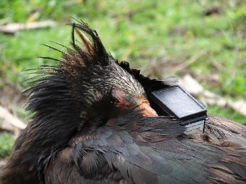 Northern Bald Ibises sleeping with the heads turned on their backs and one eye close to the GPS device fixed in the wing-loop position.
