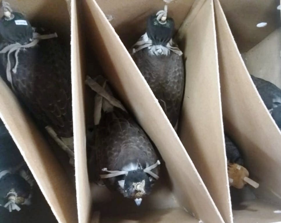 Live falcons seized at Casablanca Airport by Customs officials (Moroccan Customs Administration).