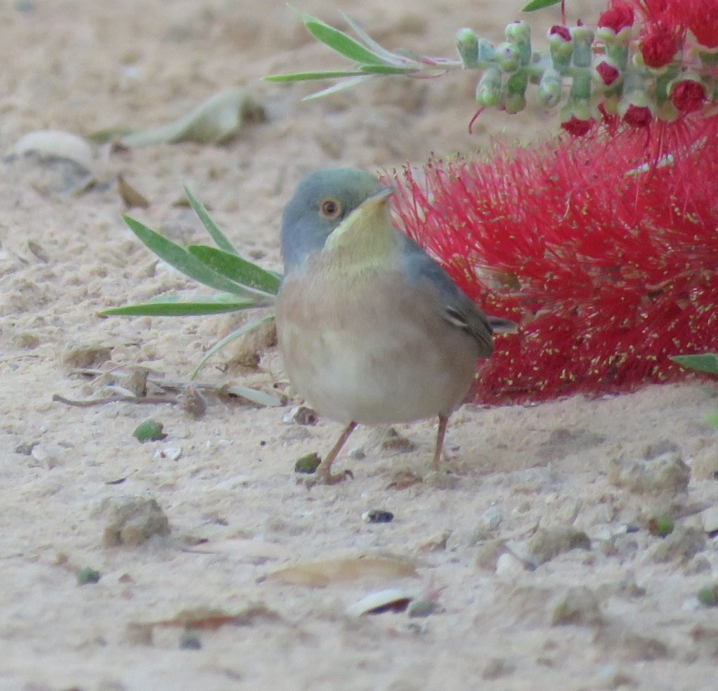 Moltoni’s Warbler / Fauvette de Moltoni (Sylvia subalpina), El Borma, Ouargla, Algerian Sahara, 7 April 2019 (Alex Viechec)