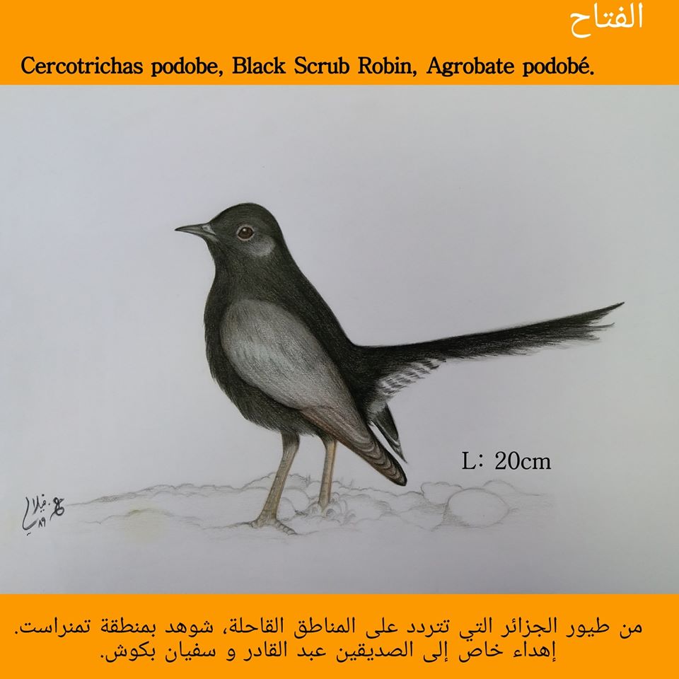 Drawing of Black Scrub Robin (Cercotrichas podobe) by Aissa Djamel FILALI.