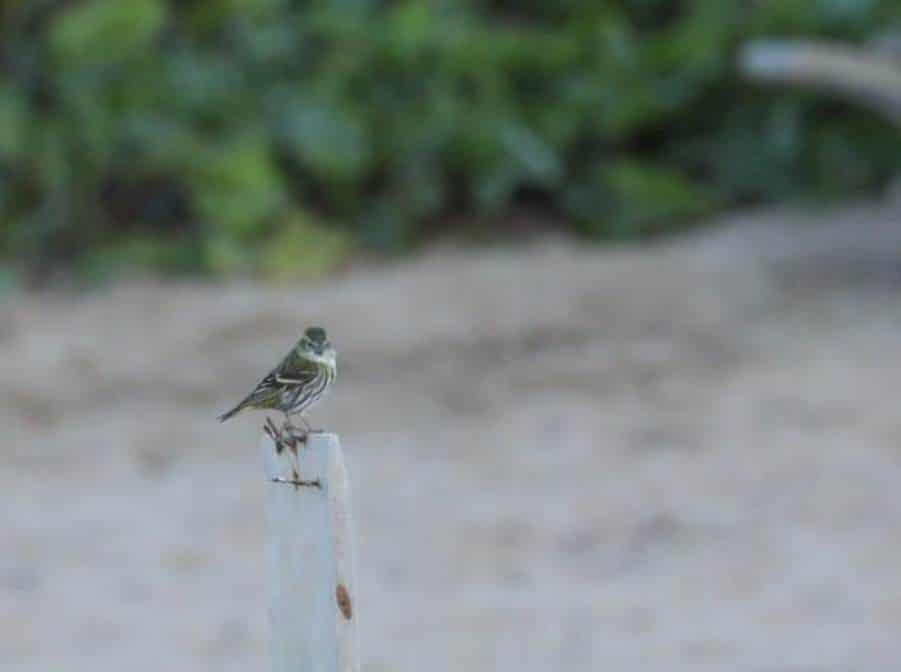 Eurasian Siskin / Tarin des aulnes (Spinus spinus), Nouadhibou, Mauritania, 22 Jan. 2020 (Sylvia van der Steen).