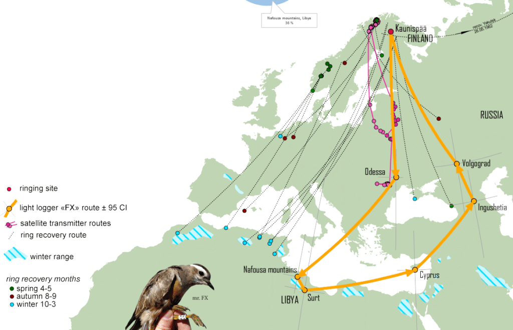 Migratory connectivity of Eurasian Dotterels breeding in alpine Fennoscandia. The bird with geolocator in orange. All but two ring recoveries in winter are from North Africa: Morocco (1), Algeria (6) and Tunisia (1).