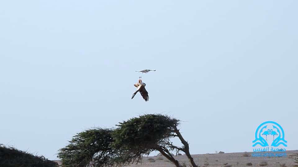 Lanner Falcon attacking the North African Buzzard which turns upside down as a defensive behavior, Boukra, Western Sahara, Morocco, 14 Feb. 2019