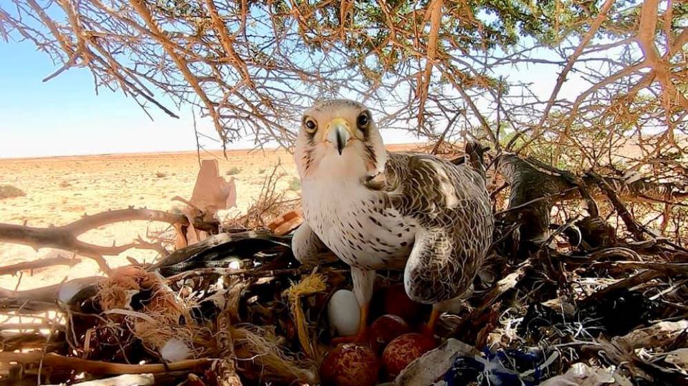 Lanner Falcon brooding its four eggs after it had successfully driven off the original occupants of the nest, Boukra, Western Sahara, Morocco, 27 February 2019