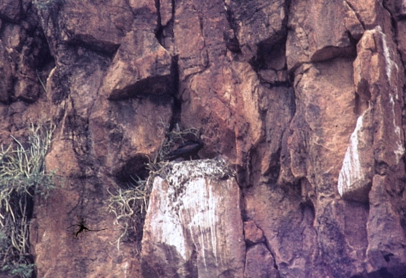 Northern Bald Ibis breeding colony at Aoulouz, Souss region, in April 1977 (Richard Fairbank). The colony now deserted.