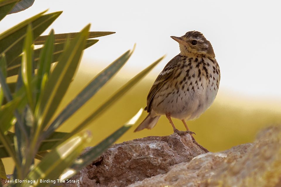 Olive-backed Pipit / Pipit à dos olive (Anthus hodgsoni), Dakhla Bay, 19 Feb 2020 (Javi Elorriaga).