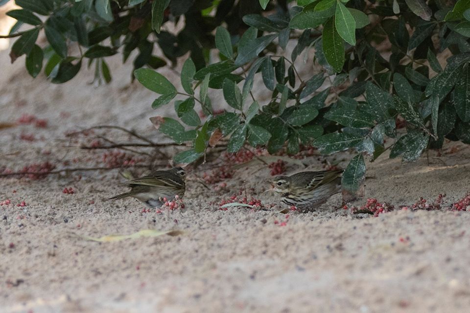 Two Olive-backed Pipits (Anthus hodgsoni), Dakhla Bay, 19 Feb 2020 (Javi Elorriaga).