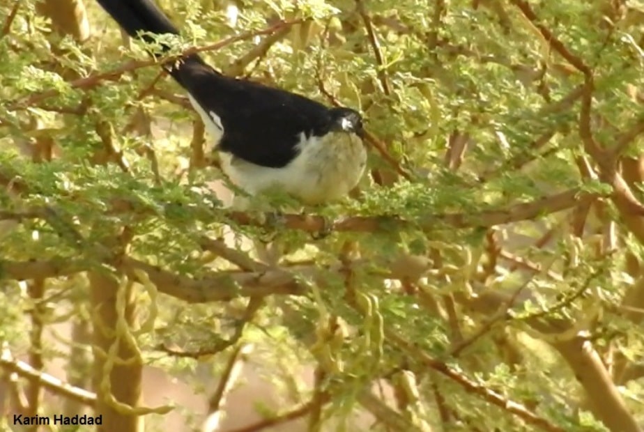Jacobin Cuckoo / Coucou jacobin (Clamator jacobinus), Tamanrasset, southern Algeria, 5 Oct. 2019 (Karim Haddad).