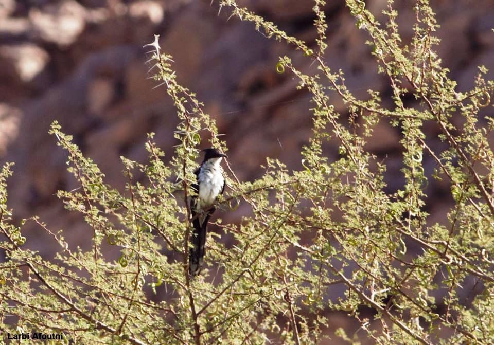 Jacobin Cuckoo / Coucou jacobin (Clamator jacobinus), Tamanrasset, southern Algeria, 5 Oct. 2019 (Larbi Afoutni).